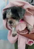 Cachorro raça Shitzu idade 6 ou mais anos nome Lost