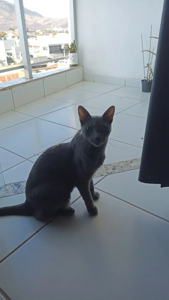Gato raça SRD-ViraLata idade 2 anos nome Luna