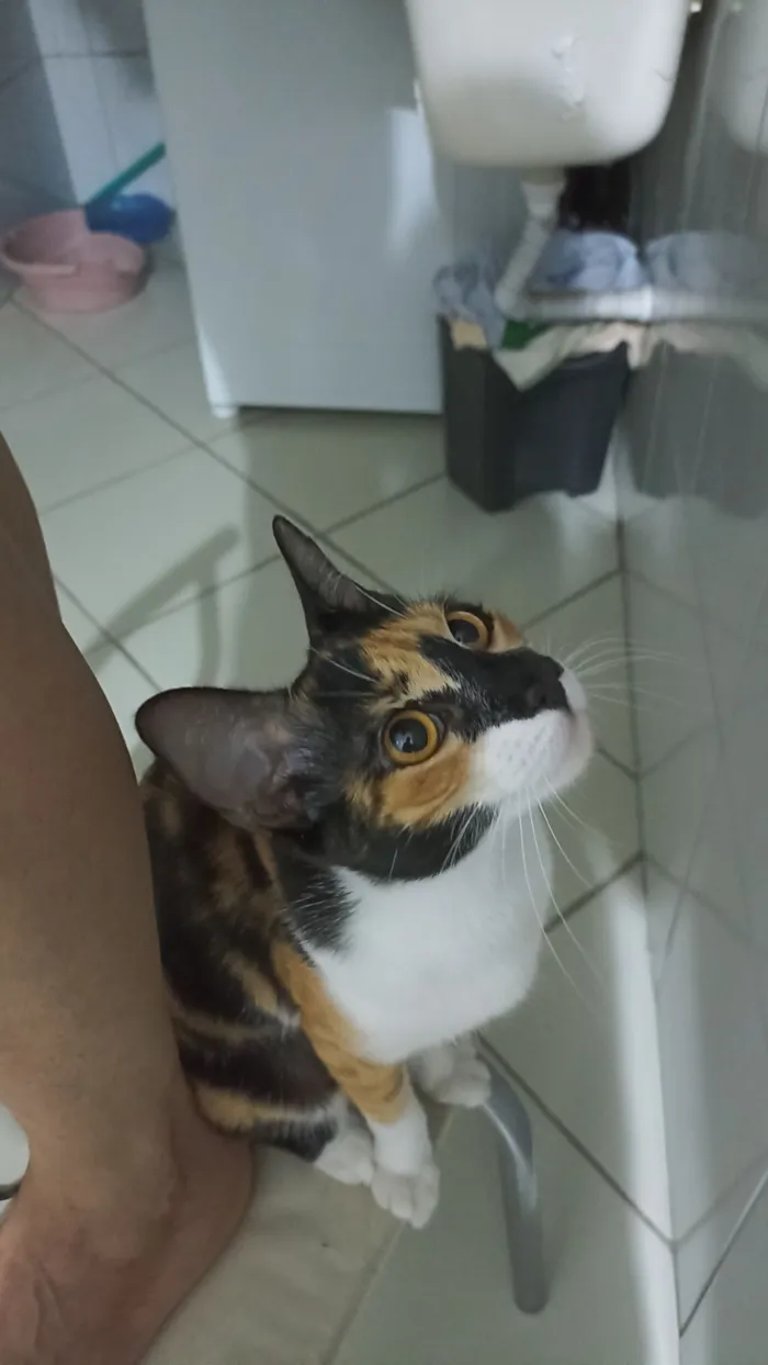 Gato raça SRD-ViraLata idade 2 anos nome Kiara