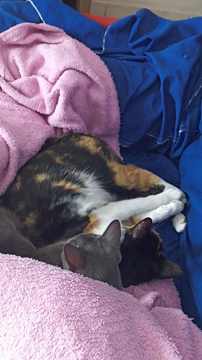 Gato raça SRD-ViraLata idade 2 anos nome Kiara