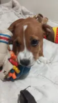 Cachorro raça Basset-Cofap idade 2 a 6 meses nome Frodo