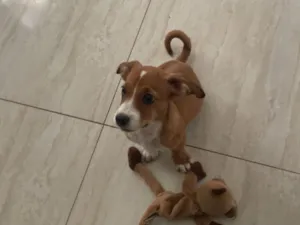 Cachorro raça Basset-Cofap idade 2 a 6 meses nome Frodo