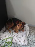 Cachorro raça SRD-ViraLata idade 2 anos nome Buda 