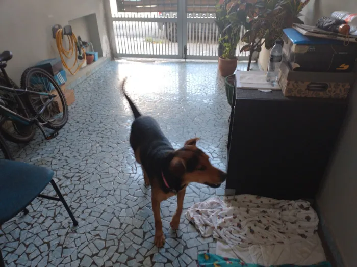 Cachorro raça SRD-ViraLata idade 2 anos nome Buda 