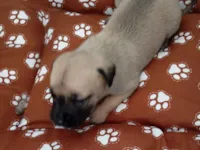 Cachorro raça SRD-ViraLata idade Abaixo de 2 meses nome Lary