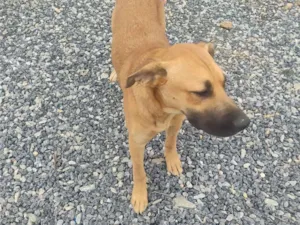 Cachorro raça Boxer idade 7 a 11 meses nome Nailton José Da Silva