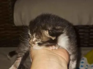 Gato raça Siamês idade Abaixo de 2 meses nome Mirella Alves 