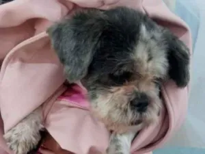 Cachorro raça Shitzu idade 6 ou mais anos nome Lost