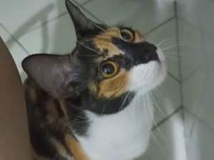 Gato raça SRD-ViraLata idade 2 anos nome Kiara