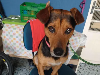 Cachorro raça SRD-ViraLata idade 2 anos nome Buda 