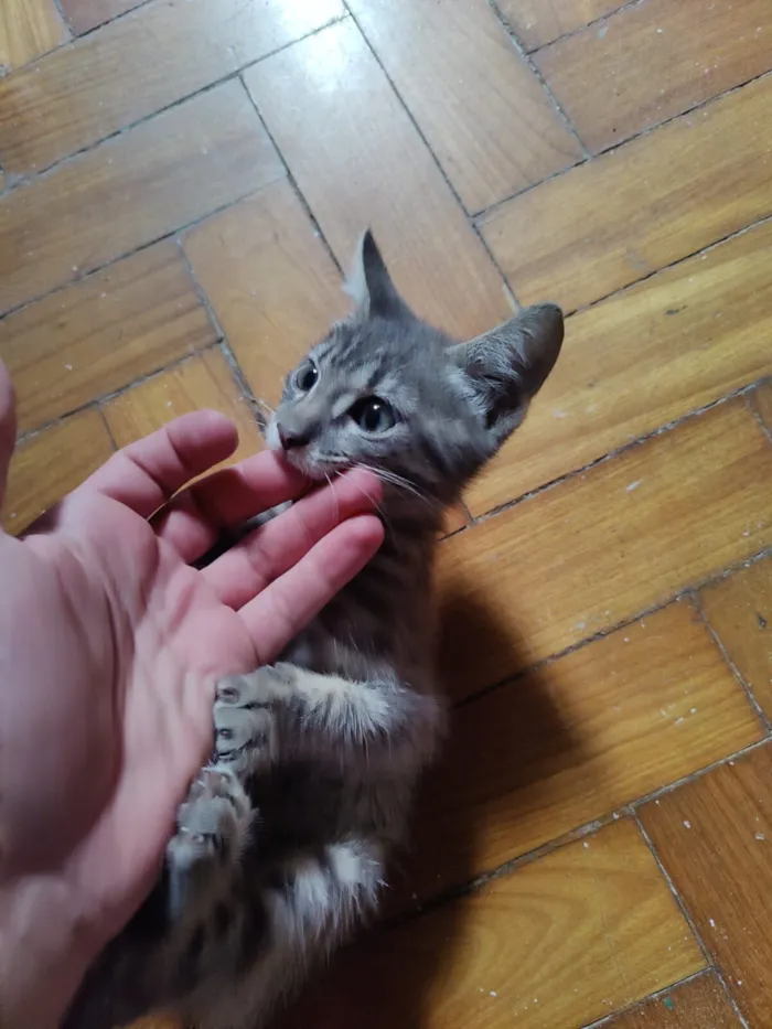 Gato raça SRD-ViraLata idade 2 a 6 meses nome Sem Nome