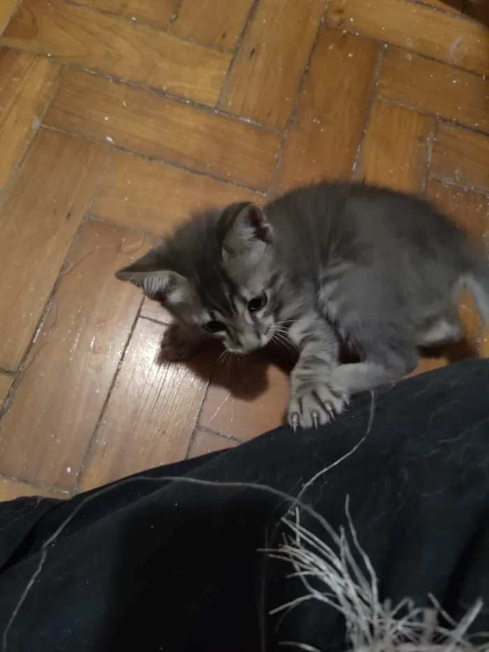 Gato raça SRD-ViraLata idade 2 a 6 meses nome Sem Nome