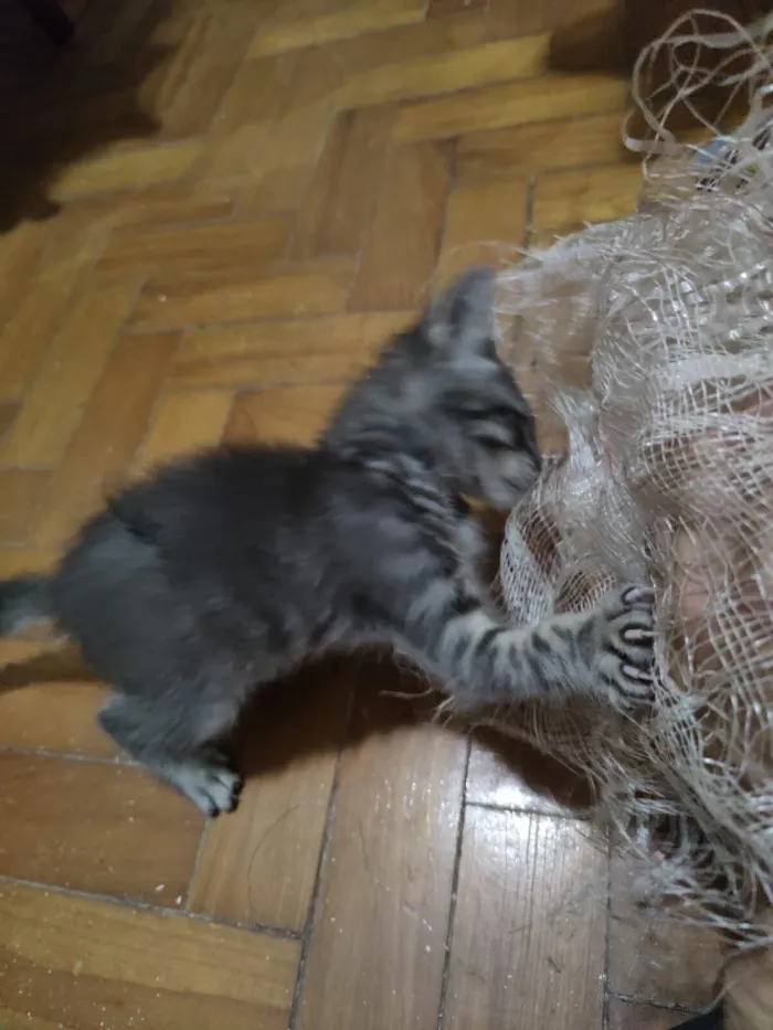 Gato raça SRD-ViraLata idade 2 a 6 meses nome Sem Nome