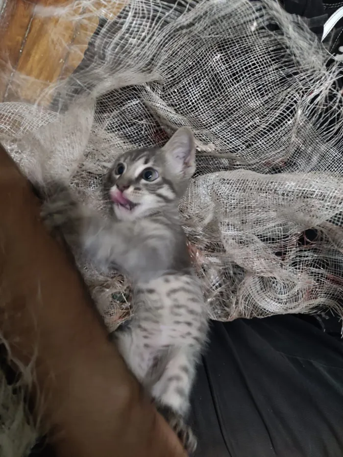 Gato raça SRD-ViraLata idade 2 a 6 meses nome Sem Nome