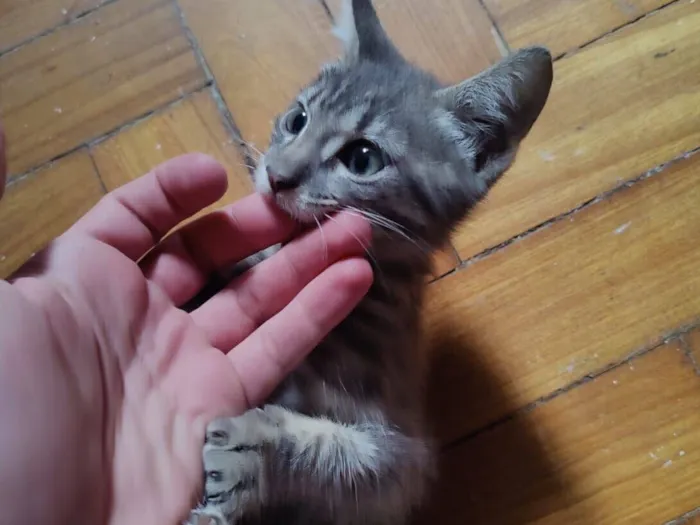 Gato raça SRD-ViraLata idade 2 a 6 meses nome Sem Nome