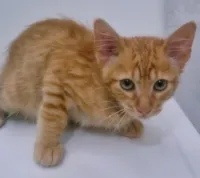 Gato raça SRD-ViraLata idade 2 a 6 meses nome RAUL LARANJA