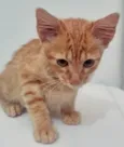 Gato raça SRD-ViraLata idade 2 a 6 meses nome RAUL LARANJA