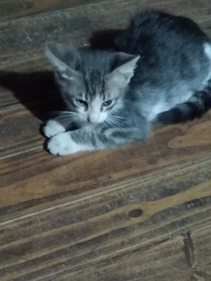 Gato raça SRD-ViraLata idade 2 a 6 meses nome Sem nome 