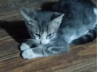 Gato raça SRD-ViraLata idade 2 a 6 meses nome Sem nome 