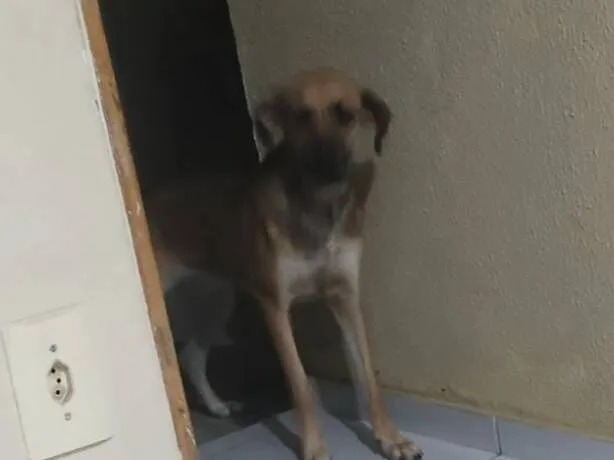 Cachorro raça SRD-ViraLata idade 1 ano nome Lulu