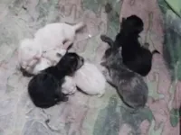 Gato raça SRD-ViraLata idade Abaixo de 2 meses nome Sofi