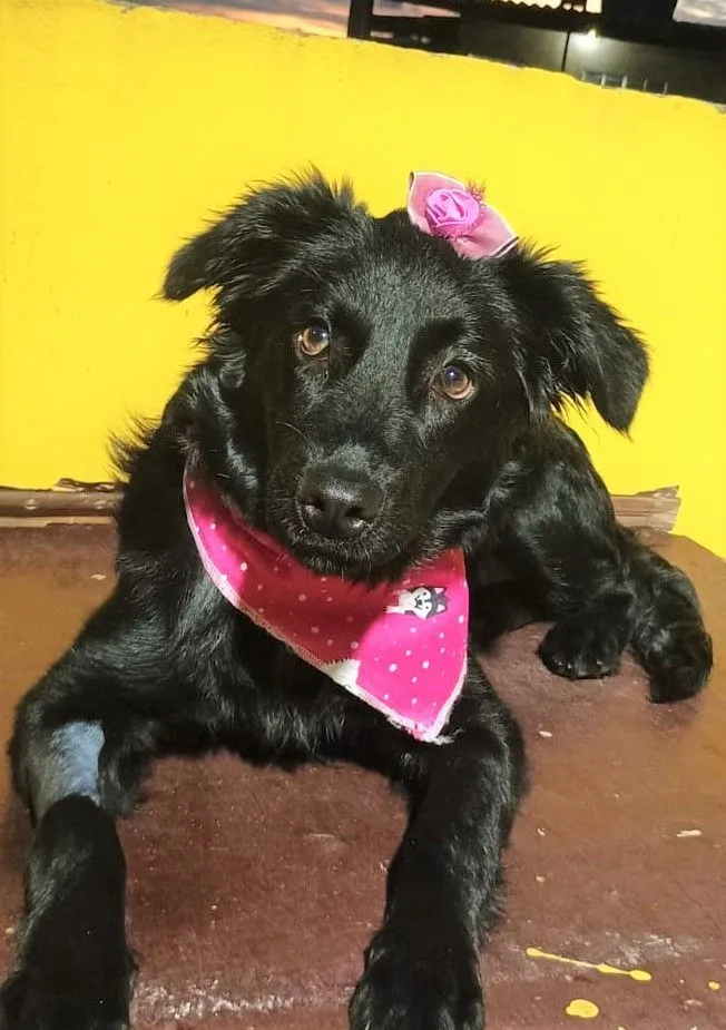 Cachorro raça SRD-ViraLata idade 1 ano nome BRISA