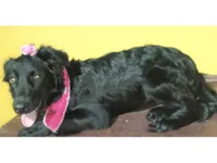 Cachorro raça SRD-ViraLata idade 1 ano nome BRISA