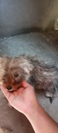 Cachorro raça SRD-ViraLata idade 7 a 11 meses nome Bolinha de pelo