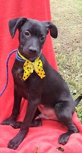 Cachorro raça SRD-ViraLata idade 7 a 11 meses nome LUKE