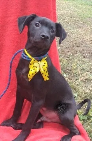 Cachorro raça SRD-ViraLata idade 7 a 11 meses nome LUKE