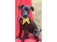 Cachorro raça SRD-ViraLata idade 7 a 11 meses nome LUKE