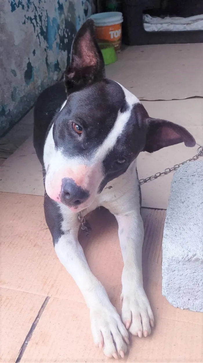 Cachorro raça SRD-ViraLata idade 2 anos nome LUNA
