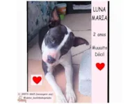 Cachorro raça SRD-ViraLata idade 2 anos nome LUNA