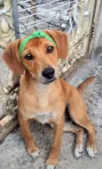 Cachorro raça SRD-ViraLata idade 7 a 11 meses nome SASHA