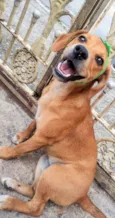 Cachorro raça SRD-ViraLata idade 7 a 11 meses nome SASHA