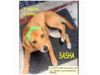 Cachorro raça SRD-ViraLata idade 7 a 11 meses nome SASHA