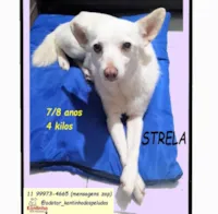 Cachorro raça SRD-ViraLata idade 6 ou mais anos nome STRELA