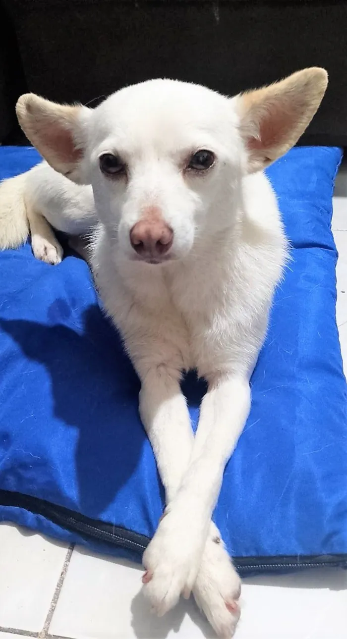 Cachorro raça SRD-ViraLata idade 6 ou mais anos nome STRELA