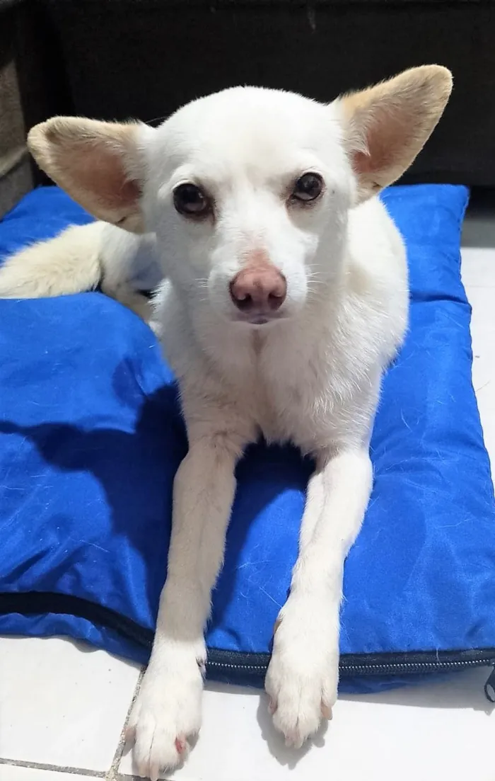 Cachorro raça SRD-ViraLata idade 6 ou mais anos nome STRELA