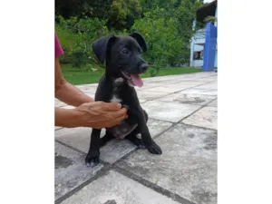 Cachorro raça SRD-ViraLata idade 2 a 6 meses nome Vinni
