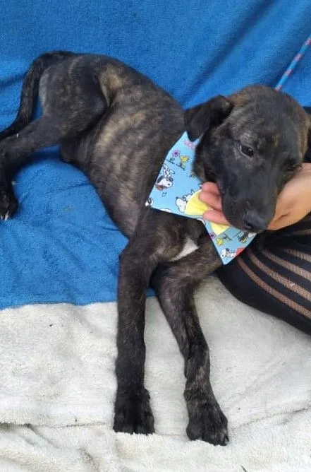 Cachorro raça SRD-ViraLata idade 2 a 6 meses nome THEOBALDO