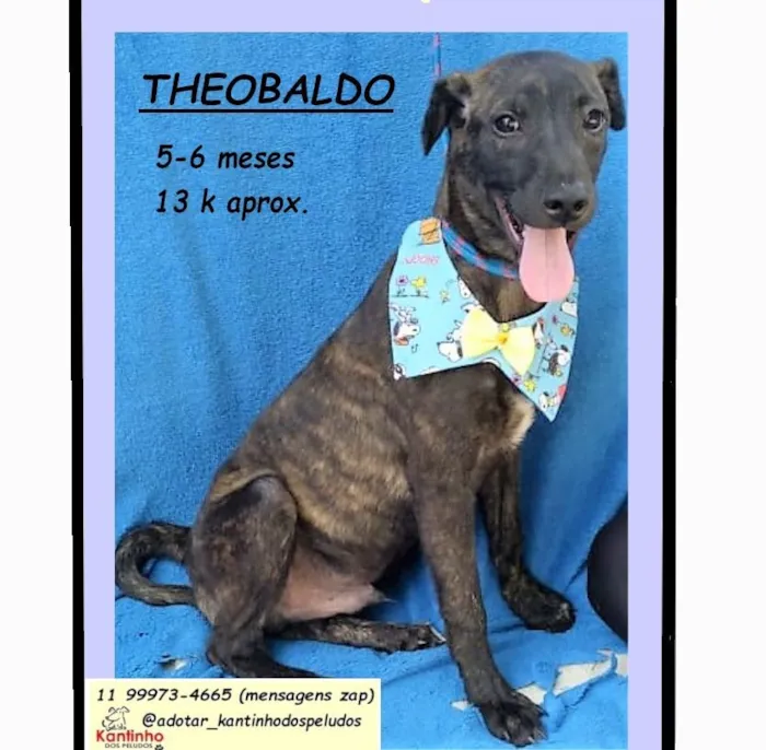 Cachorro raça SRD-ViraLata idade 2 a 6 meses nome THEOBALDO