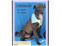 Cachorro raça SRD-ViraLata idade 2 a 6 meses nome THEOBALDO