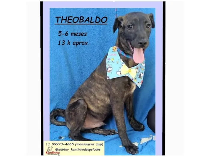 Cachorro raça SRD-ViraLata idade 2 a 6 meses nome THEOBALDO