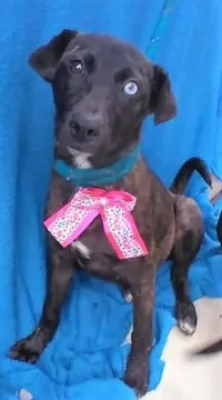 Cachorro raça SRD-ViraLata idade 2 a 6 meses nome THEODORA