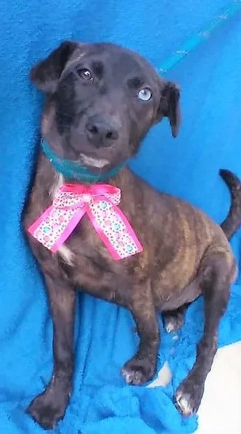 Cachorro raça SRD-ViraLata idade 2 a 6 meses nome THEODORA