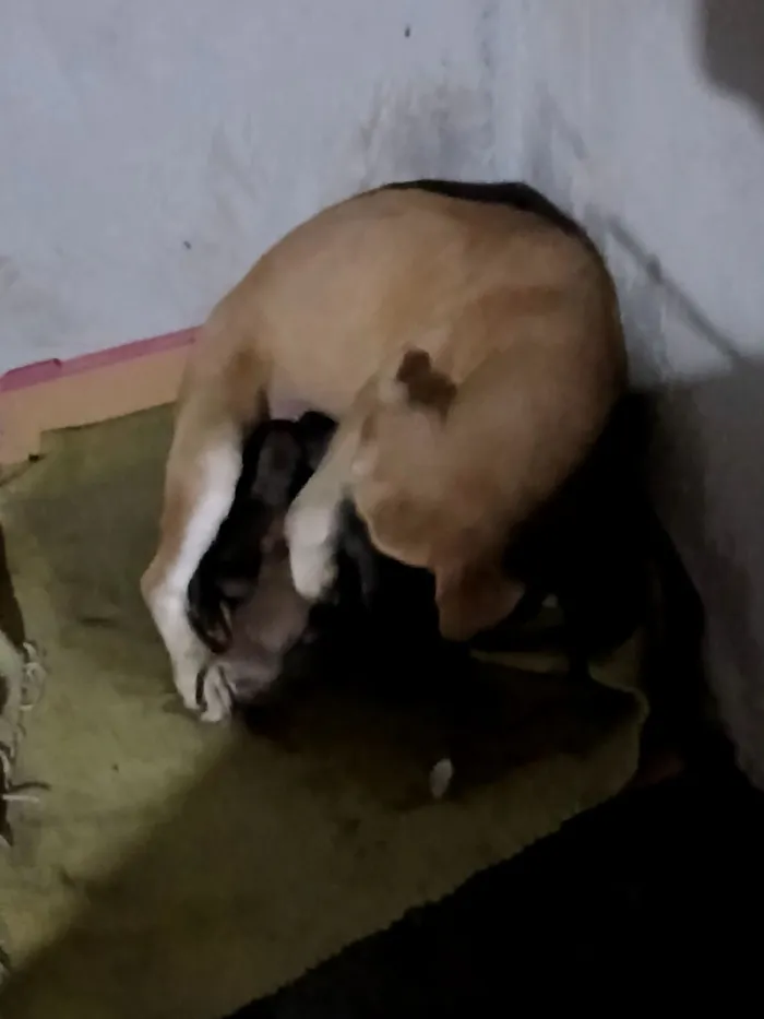 Cachorro raça SRD-ViraLata idade 7 a 11 meses nome Karara