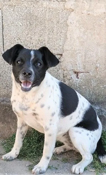 Cachorro raça SRD-ViraLata idade 1 ano nome SININHO