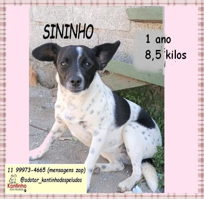 Cachorro raça SRD-ViraLata idade 1 ano nome SININHO