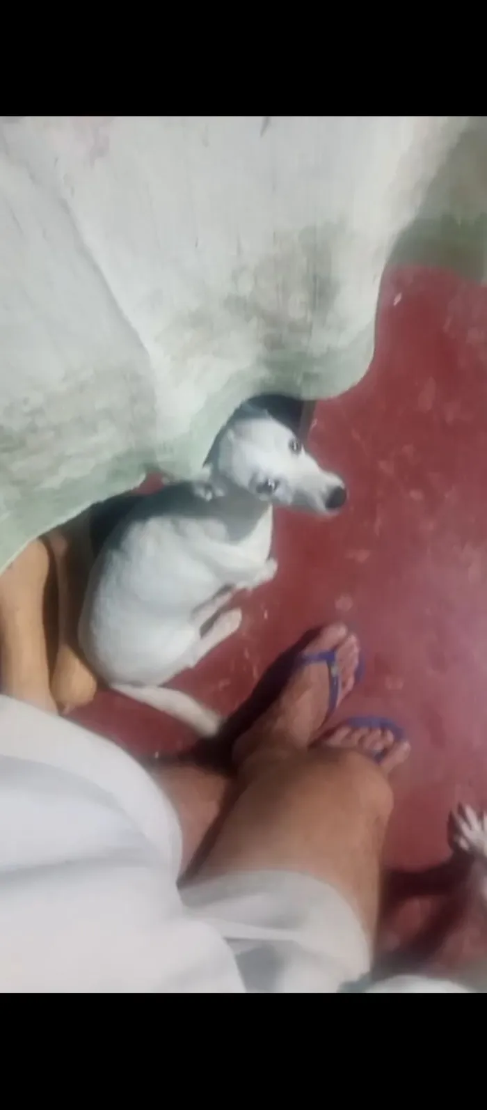 Cachorro raça SRD-ViraLata idade 6 ou mais anos nome jek